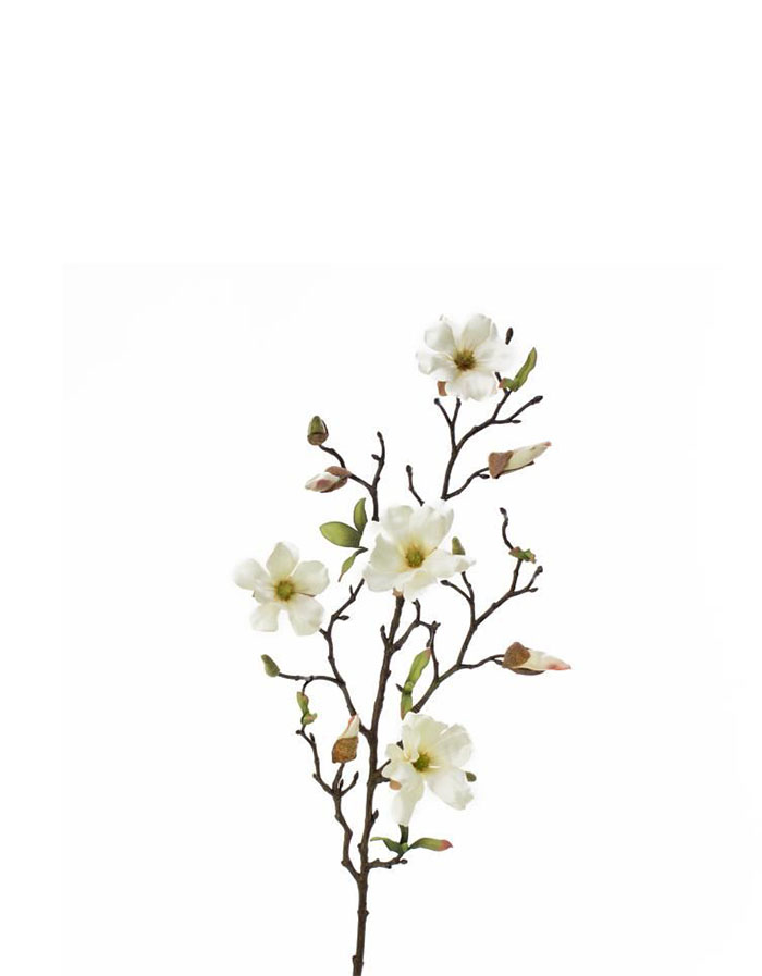 FLEUR MAGNOLIA