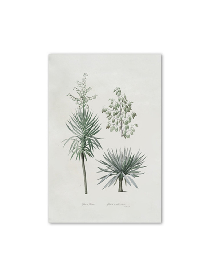 planche yucca